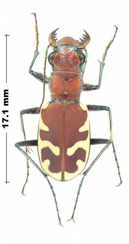 Réf. 244 469 : Cicindela formosa formosa